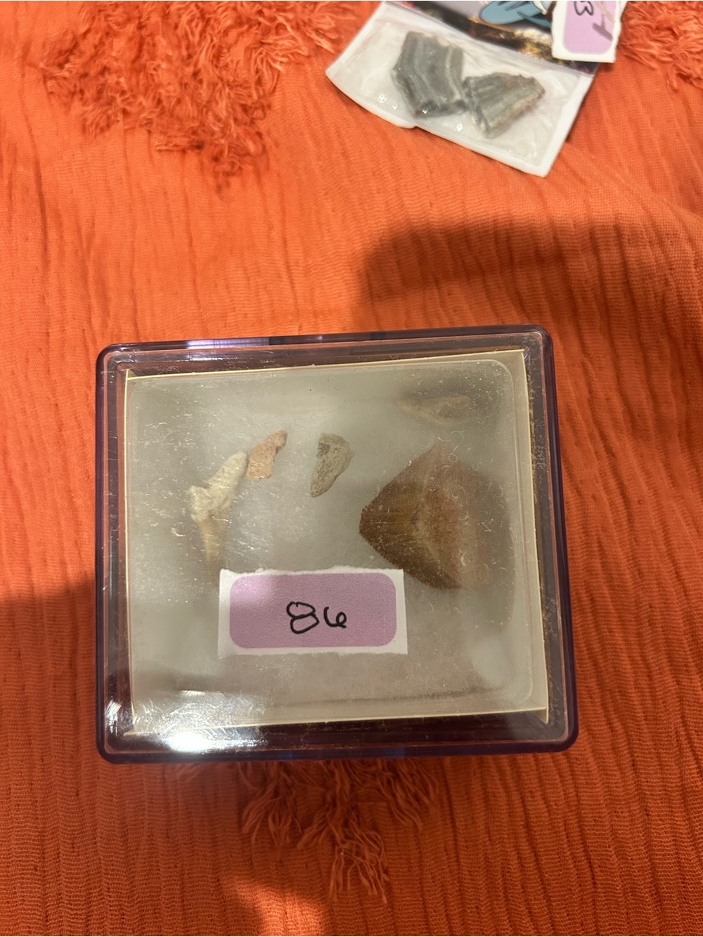 Clear Reptile Display Case with fossils